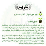بذر ریحان میکس گیلدا کد 109