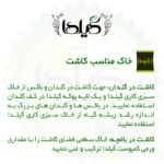 بذر ریحان میکس گیلدا کد 109