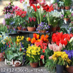 کود NPK گلدهی+ گیلدا کد 36-12-12 وزن 25 گرم
